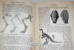 1893 Geology FOSSILS Dinosaur Extinct Trilobite Paleontology Tooth CT Civil War